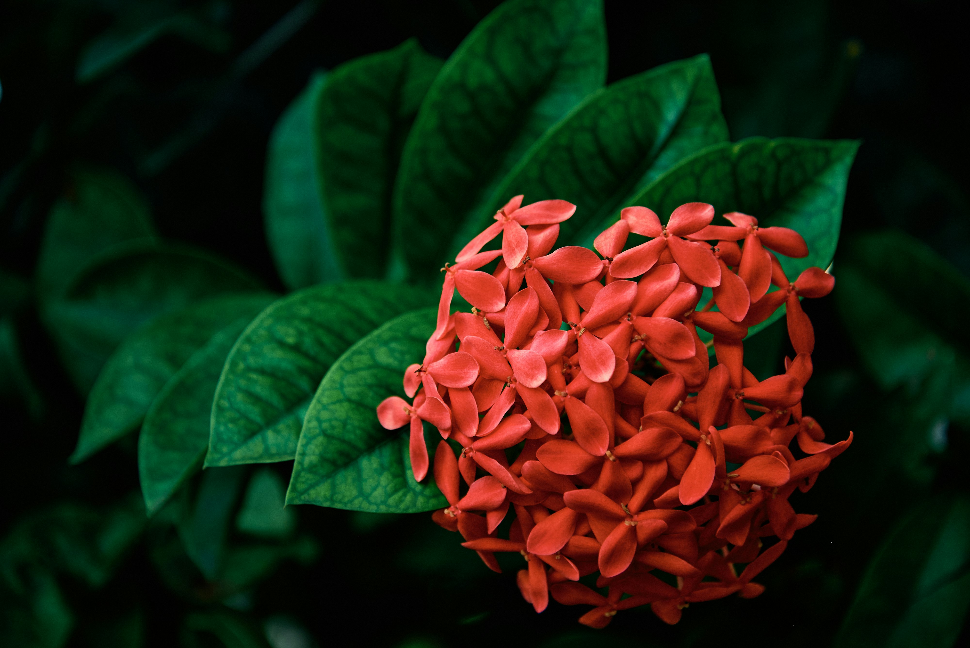 red flower with green leaves